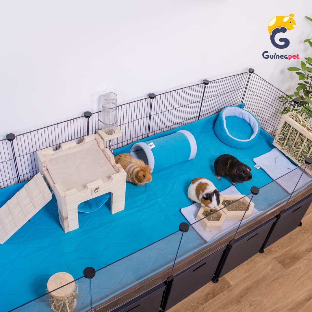 Custodia C&C trasparente 2X5 con supporto