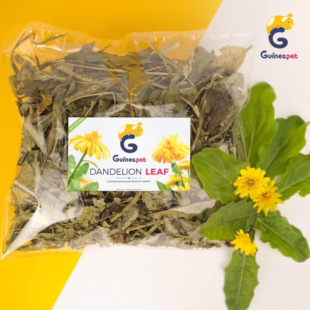 Feuille de pissenlit 100g/3,52 oz ...