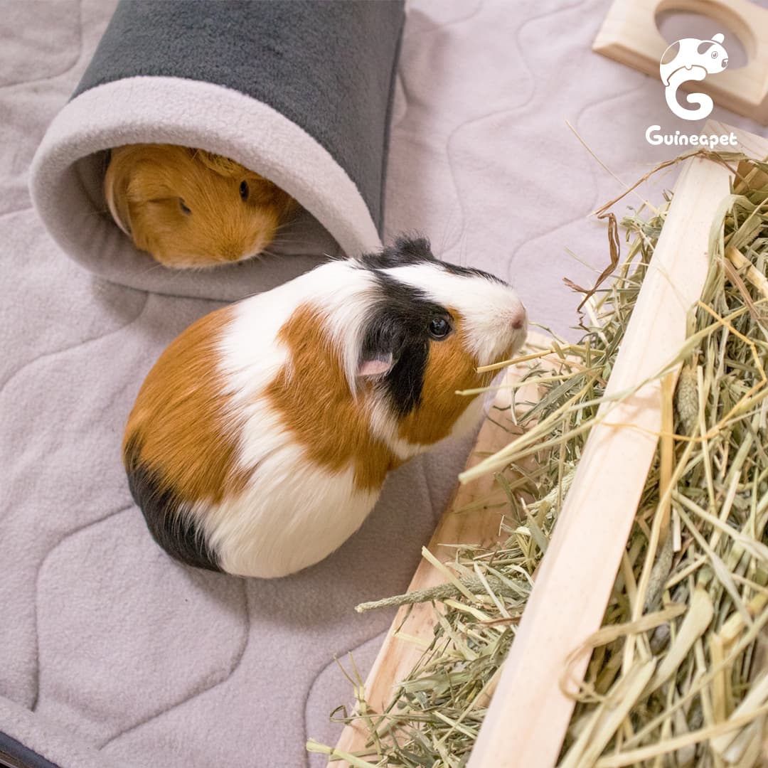 Tunnel