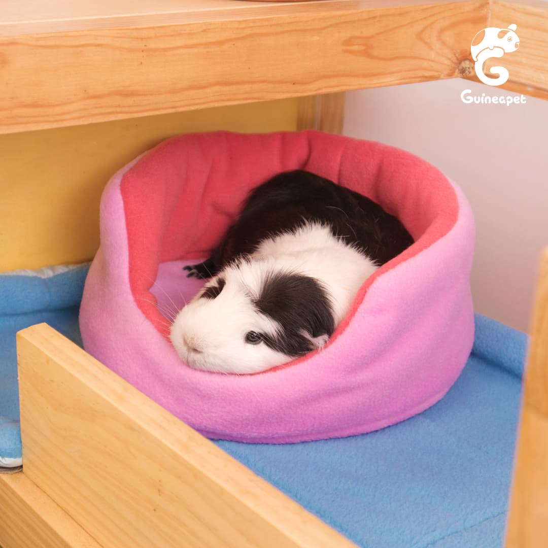 Cuddle Cup